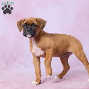 Macy, Boxer Puppy